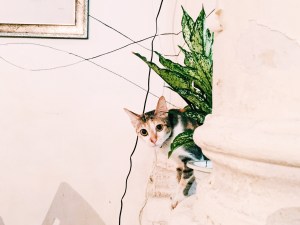 Hanoi Social Club Cafe