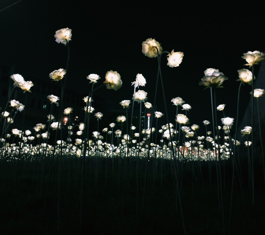 Seoul Led Roses DPP