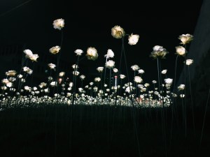 Seoul Led Roses DPP