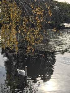 Japanese Park