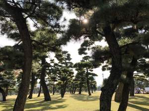 Japanese Park